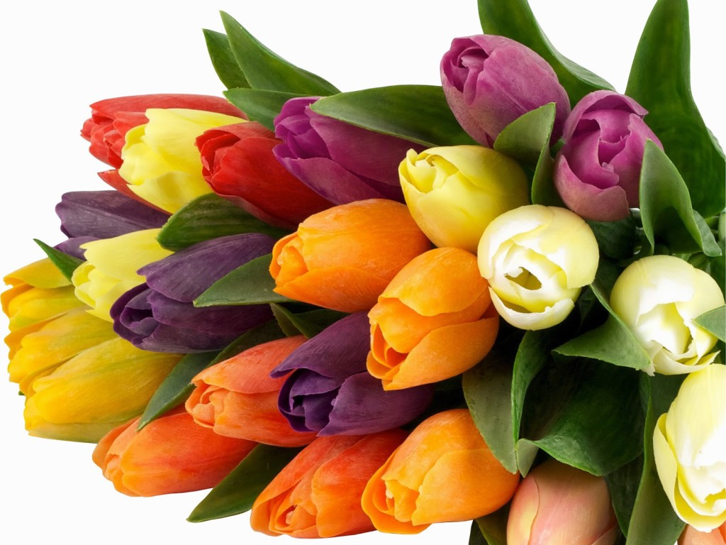 pictures-originals-2015-Holidays___International_Womens_Day_Bouquet_of_colorful_tulips_on_March_8_097071_